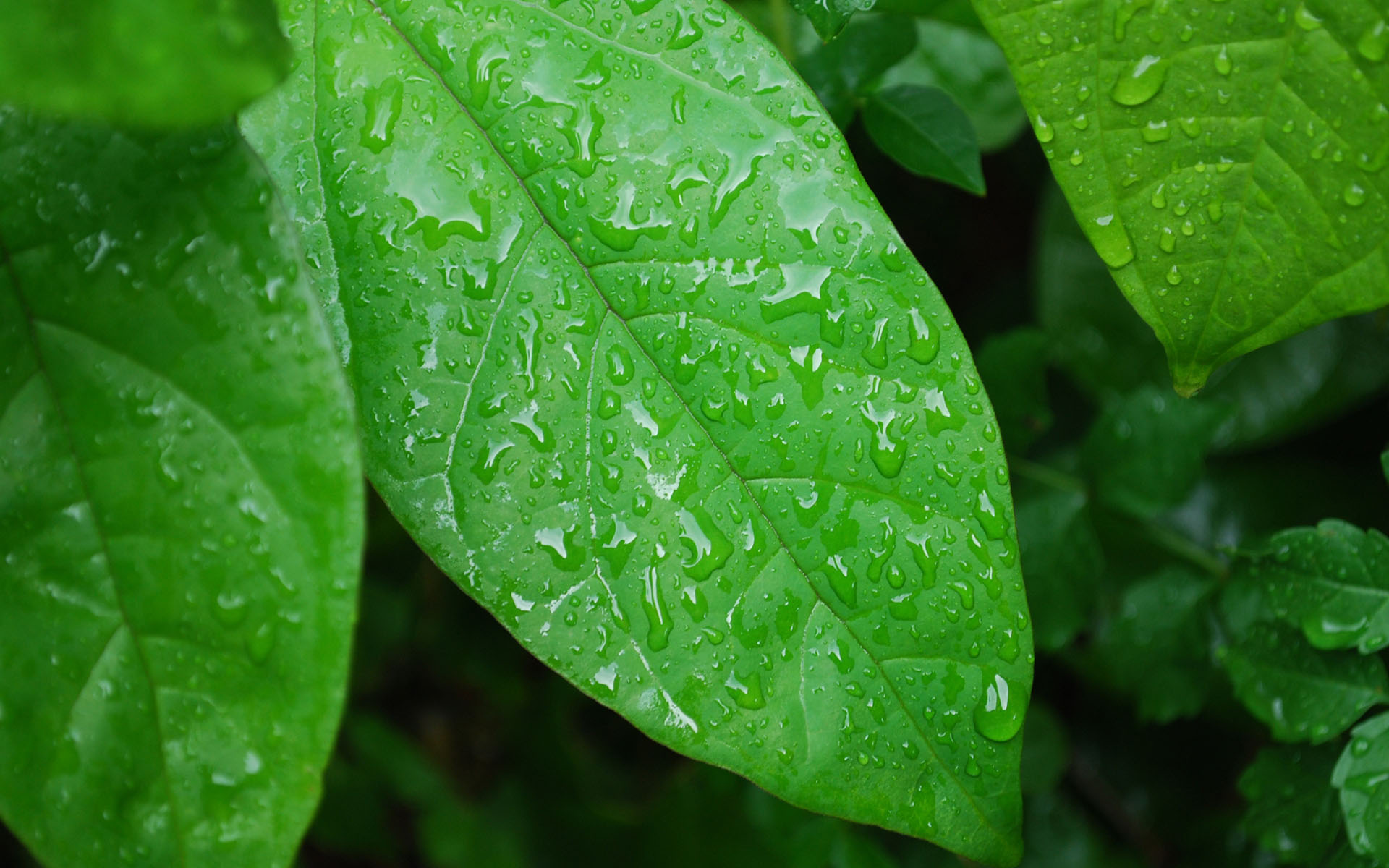 小编来告诉你梦见植物的含义，你知道吗？