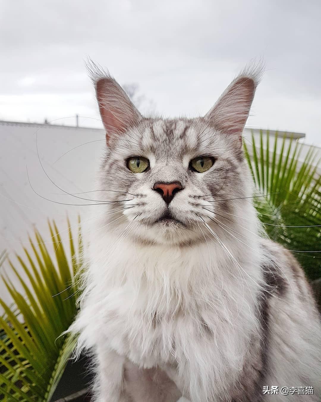 身体最长的猫咪面相圆润，缅因猫威武霸气十足！