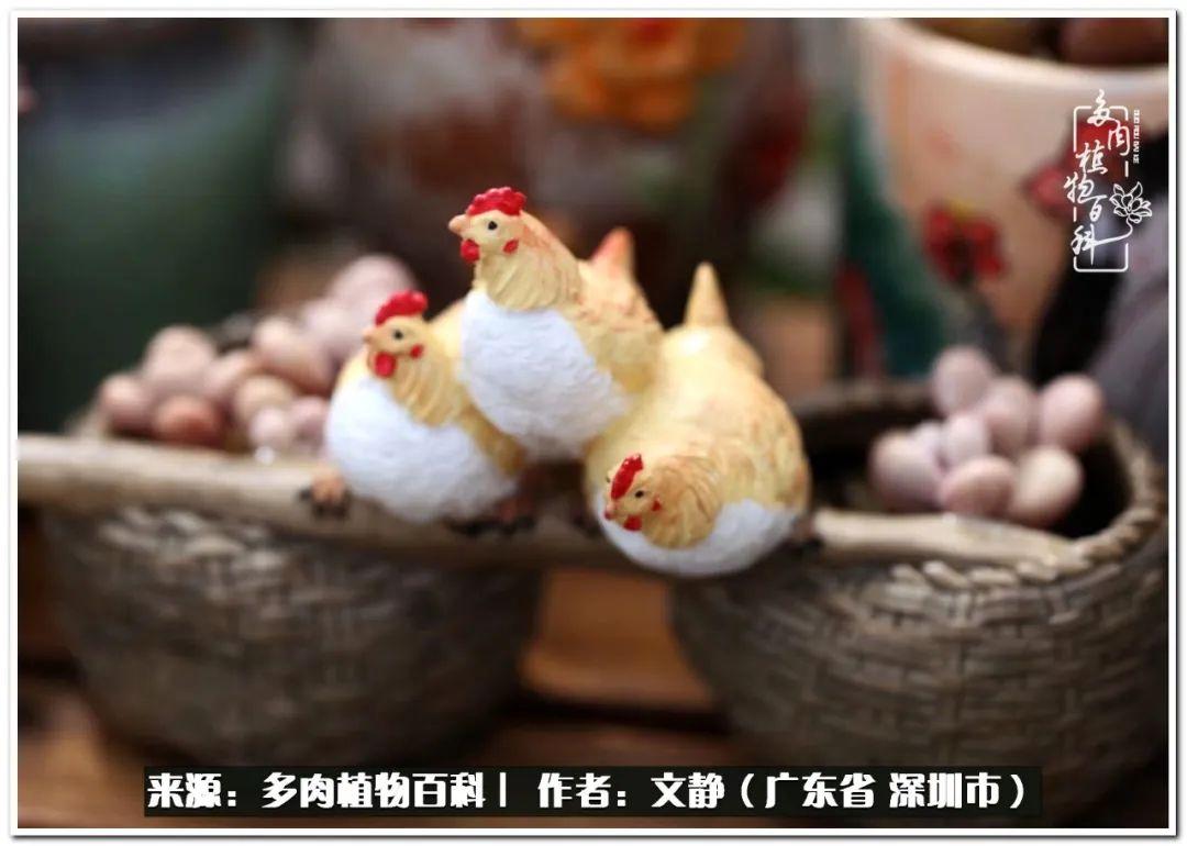 （多肉植物百科）阳台种一点点多肉怎么办？