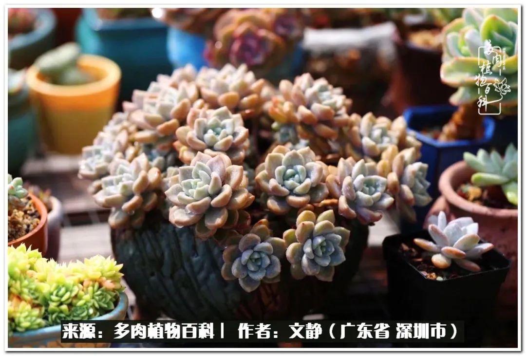 （多肉植物百科）阳台种一点点多肉怎么办？