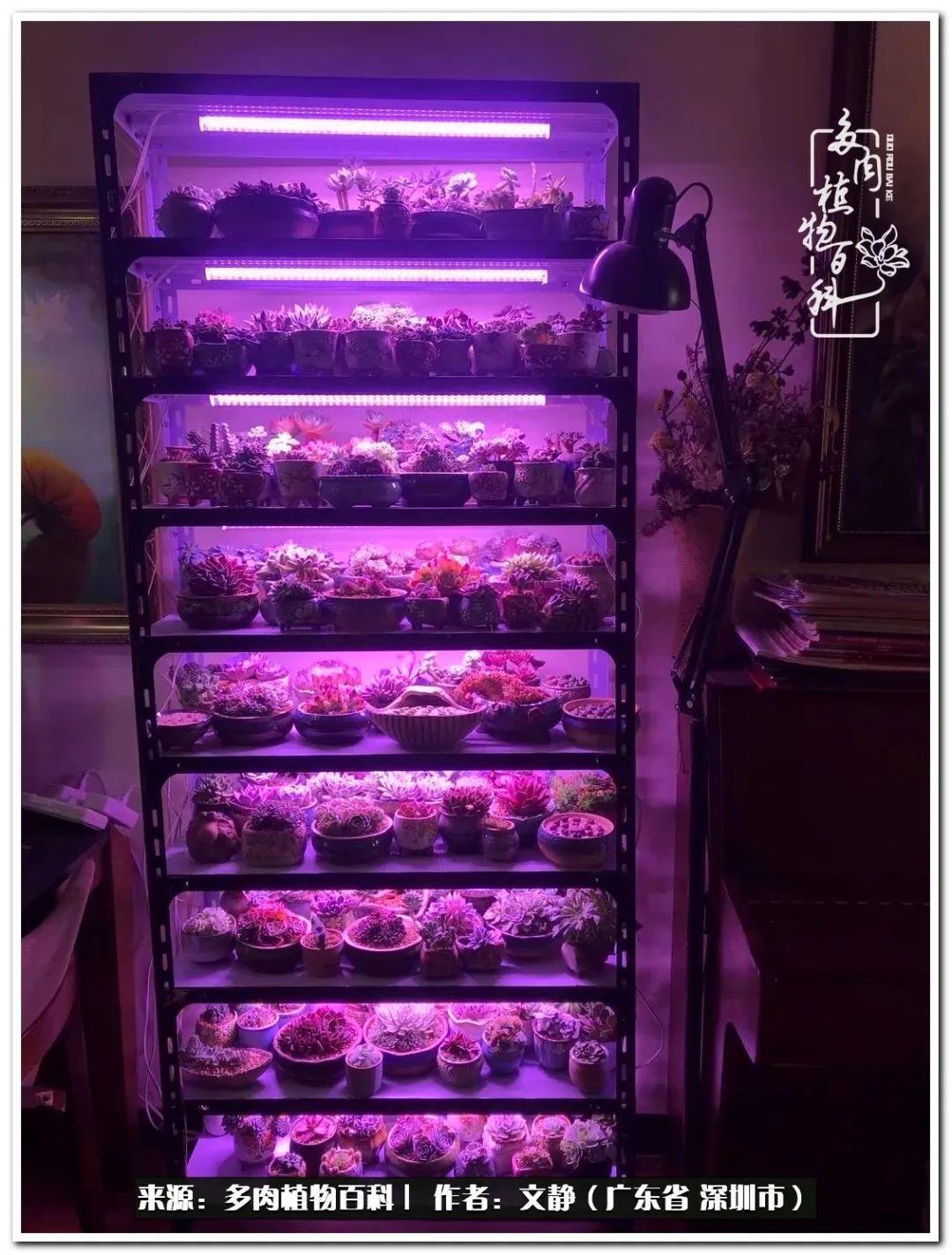 （多肉植物百科）阳台种一点点多肉怎么办？