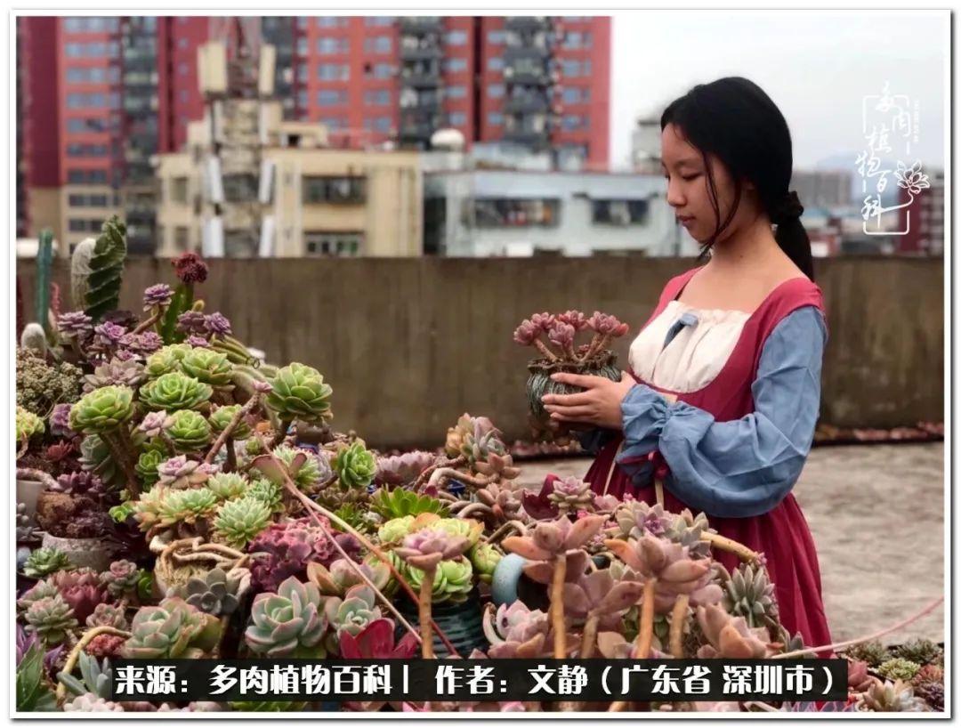 （多肉植物百科）阳台种一点点多肉怎么办？