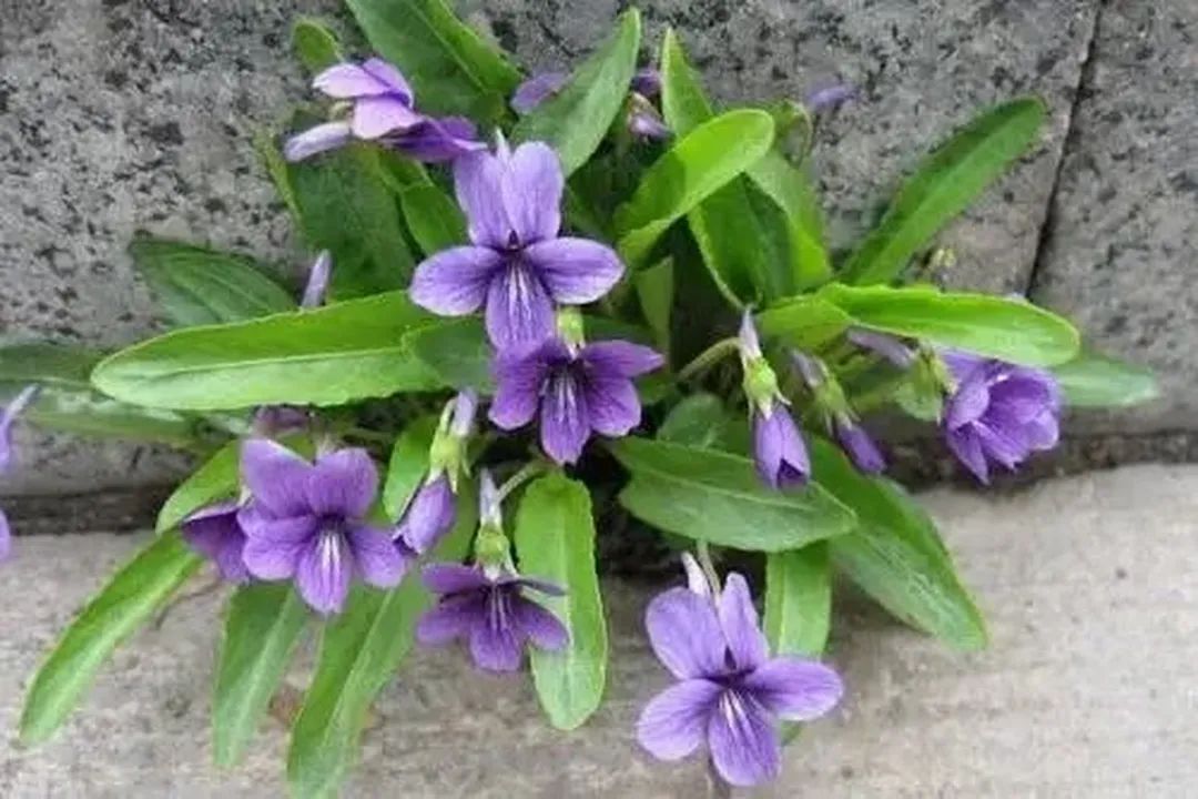 在农村的田间地头，不知道它的价值非常的高