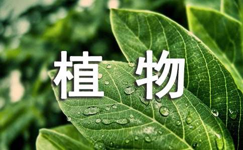 慈世堂：梦见大叶绿色植物有什么寓意？