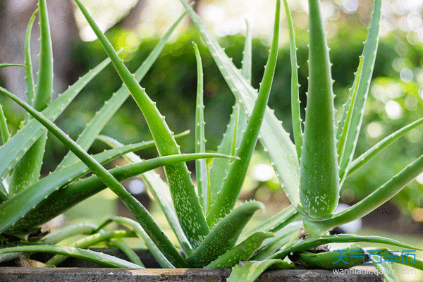 易安居：梦见家里买植物的周公解梦