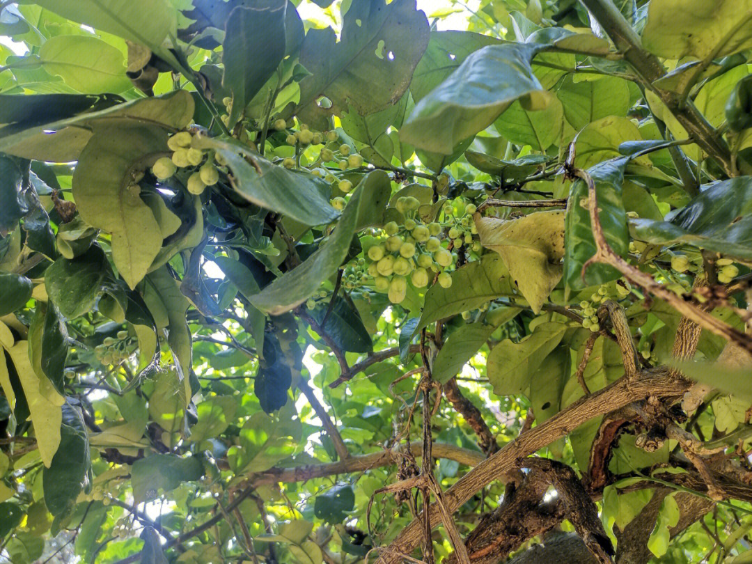 预示你的植物开花结小果实会为爱情烦恼吗？