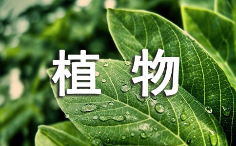 梦见很多绿色植物