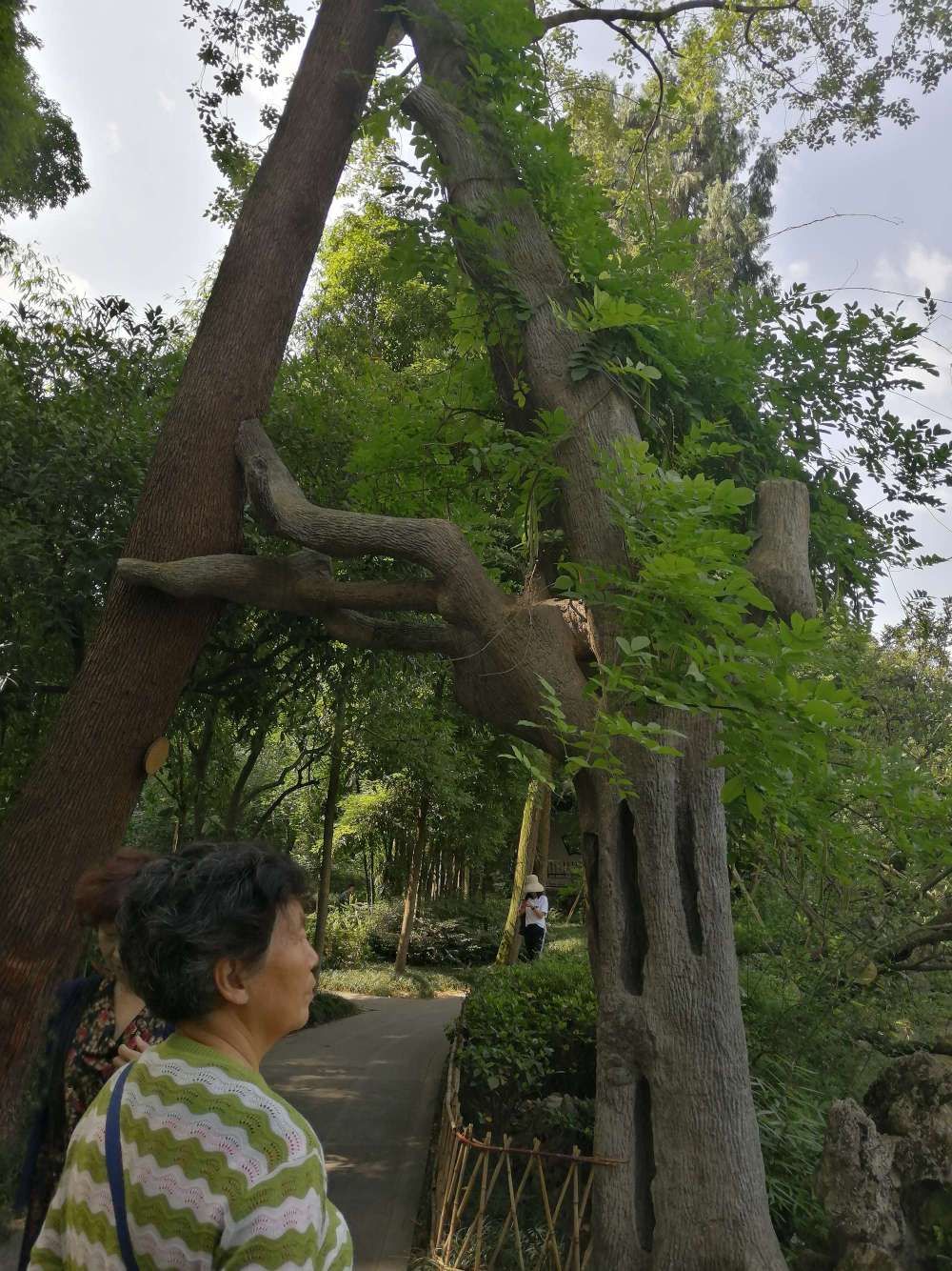 郑州500棵树一夜被挖千万不要乱砍树木