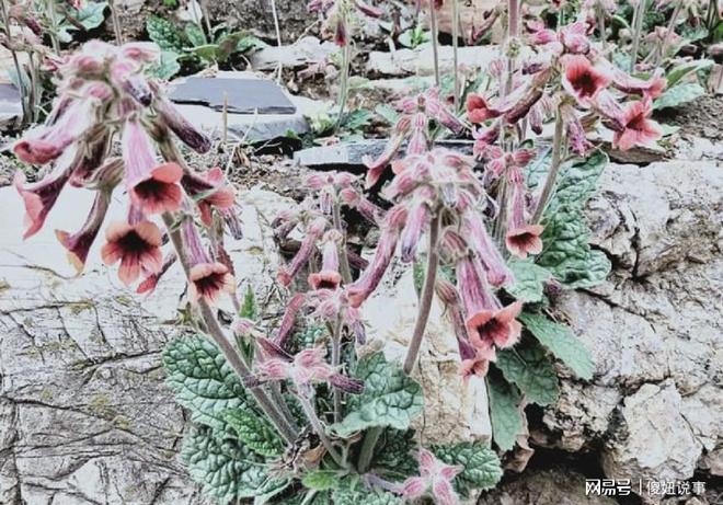 野外还可以看到可以开花的野草，你知道吗？