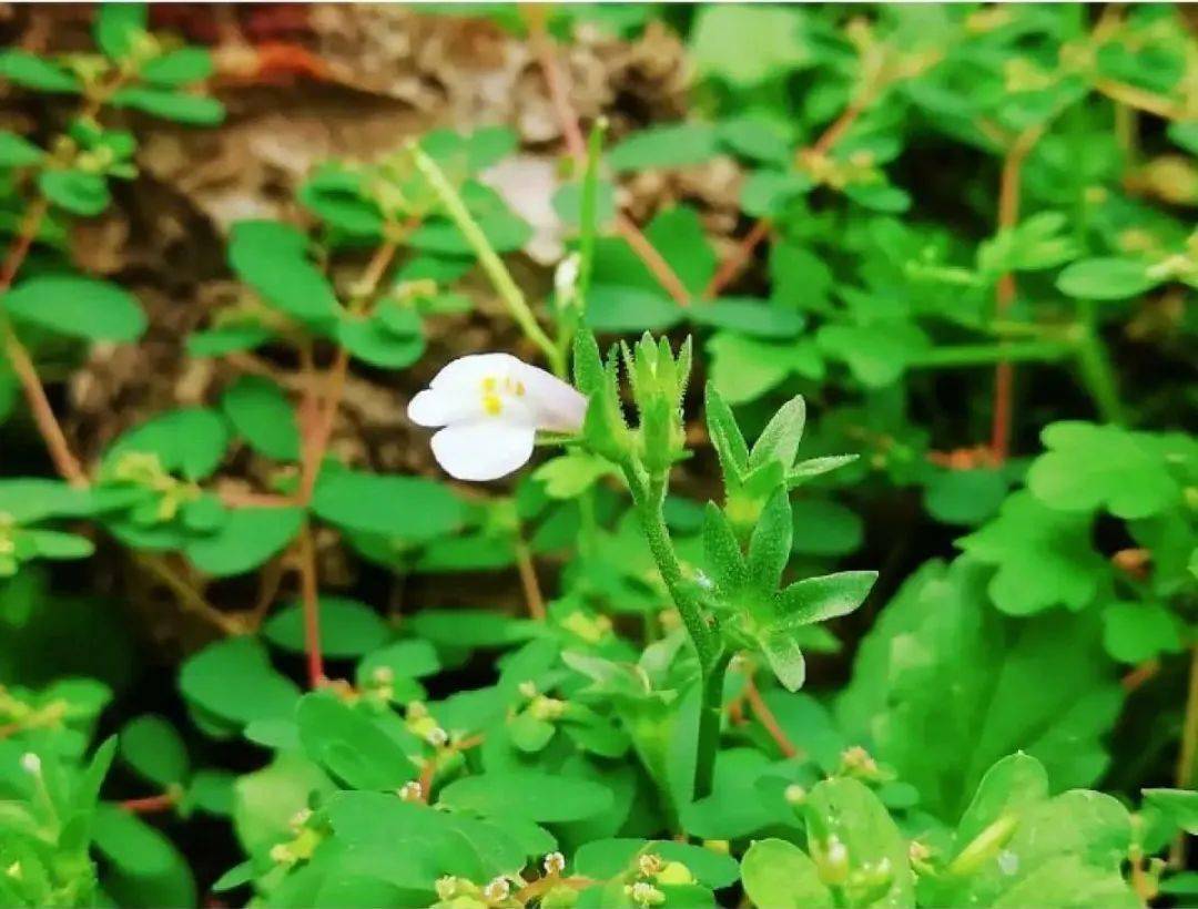 野外还可以看到可以开花的野草，你知道吗？