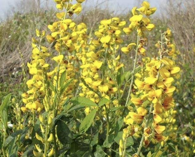 农地里有哪些野生的植物，你知道几个？