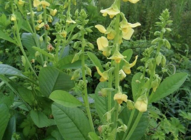 农地里有哪些野生的植物，你知道几个？