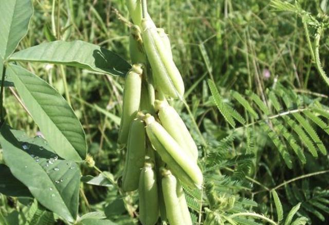 农地里有哪些野生的植物，你知道几个？