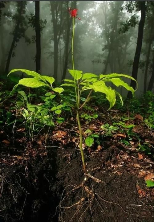 在地里还有1种珍贵的土人参都想挖