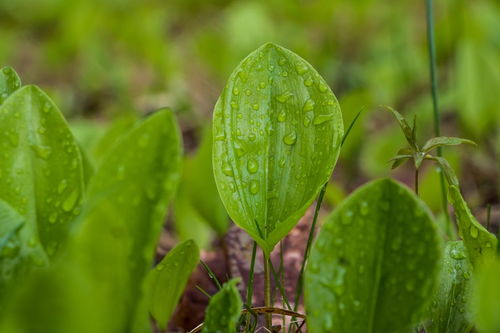 周公解梦梦到的绿色植物，你知道几个？！