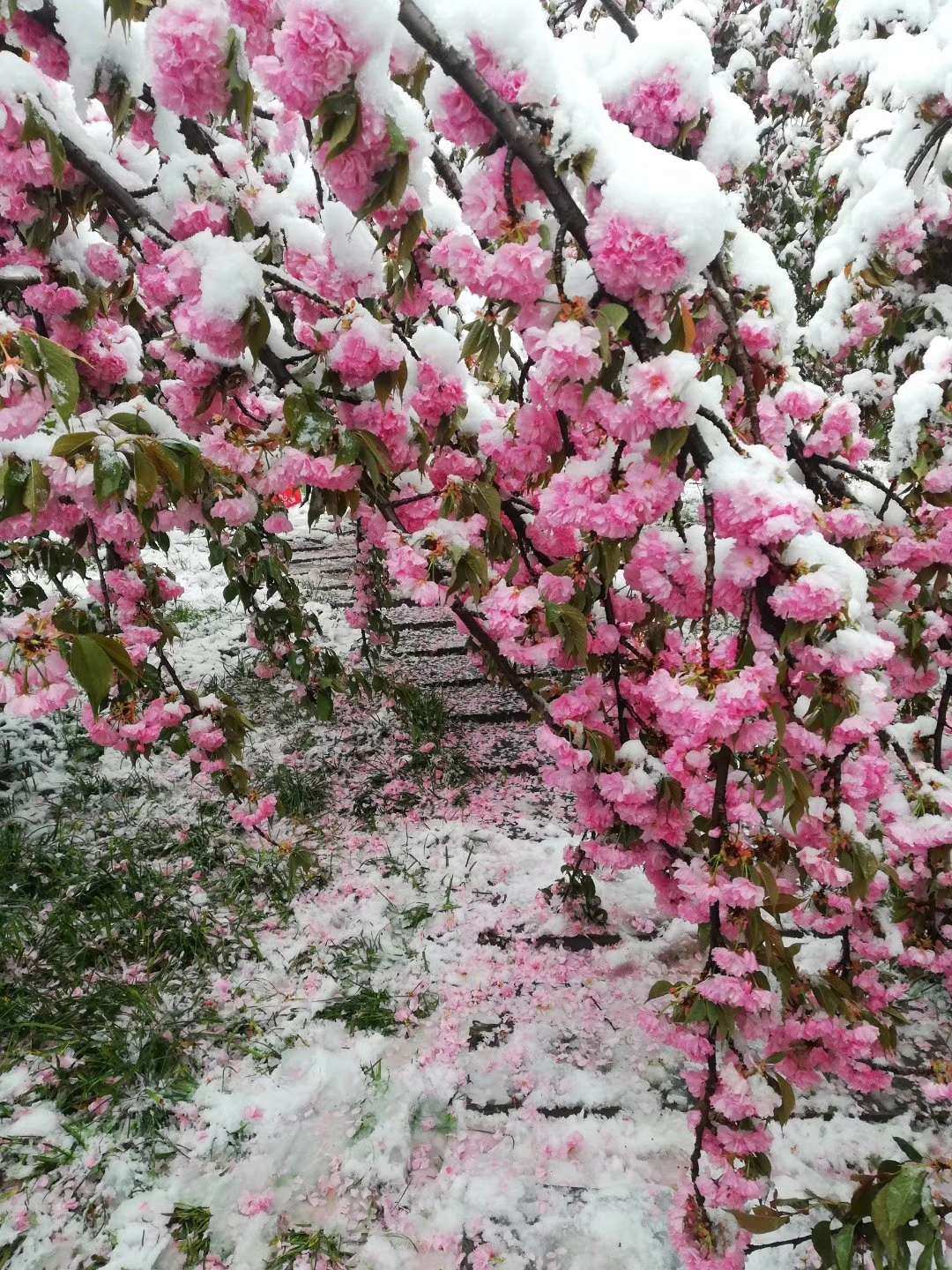 梦见花瓣有什么征兆预示有桃花运降临？