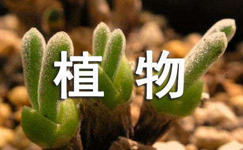 现代心理学解释梦见草本植物：是警告你有坏人