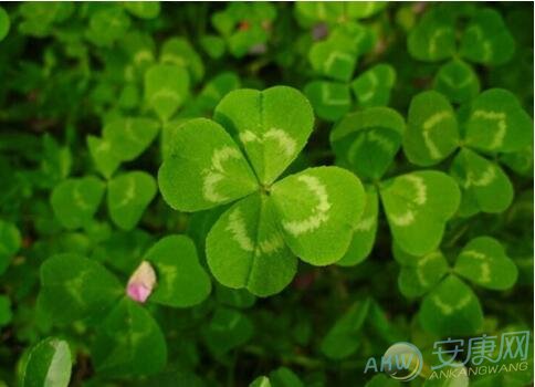 现代心理学解释梦见草本植物：是警告你有坏人