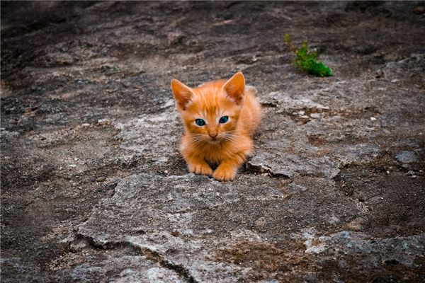 神魄风水堂：梦见猫是什么预示？