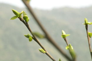 梦见蔬菜发芽开花是什么意思？梦见菜种发芽长苗