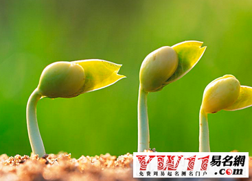 梦见蔬菜发芽开花是什么意思？梦见菜种发芽长苗