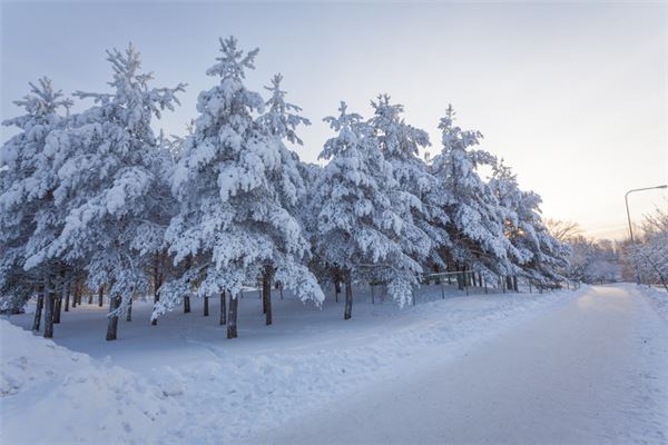 风水堂：梦见雪地里的树预示运势大好