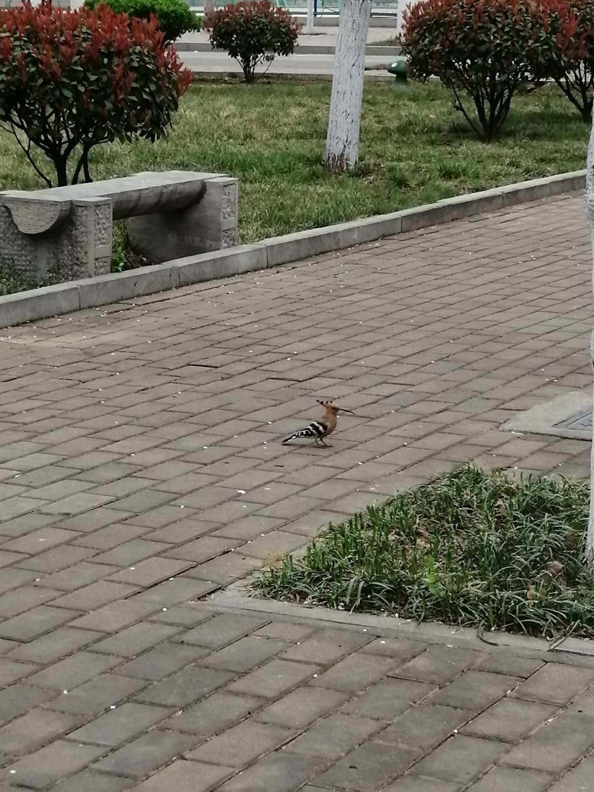 优秀范文：陌生同学，还有那座陌生的校园……