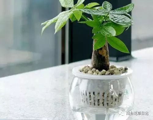 水培植物养殖养分不足该怎么处理呢？