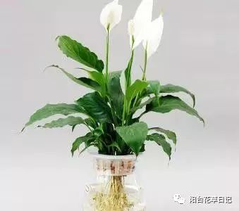 水培植物养殖养分不足该怎么处理呢？