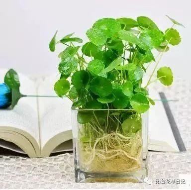 水培植物养殖养分不足该怎么处理呢？