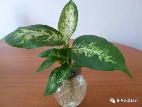 水培植物养殖养分不足该怎么处理呢？