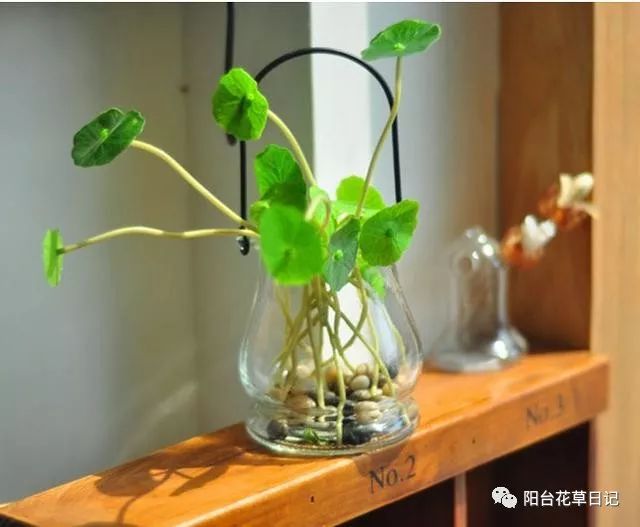 水培植物养殖养分不足该怎么处理呢？