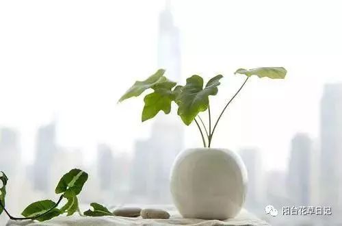 水培植物养殖养分不足该怎么处理呢？