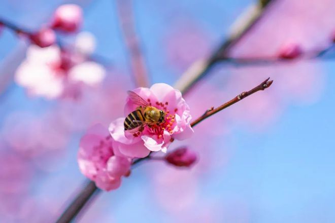 风水堂：梅花易数如何起卦？